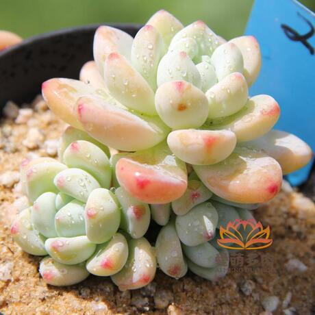 全状态劳尔,你说是罗琦也行!爱萌多肉6月10日一物一拍