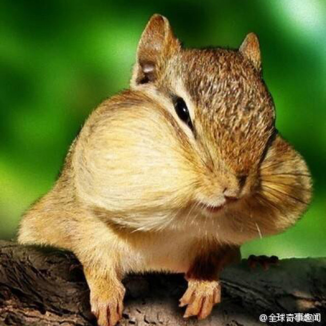 包邮森度正品兔子草窝龙猫豚鼠荷兰猪大号草窝冬季保暖草屋窝