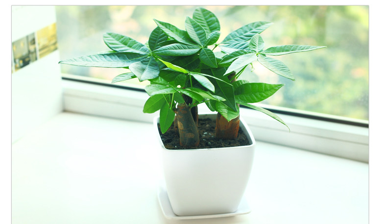 有花堪养直须养 养花是一件风雅趣事 陶冶情操 修身养性 大 谈家具