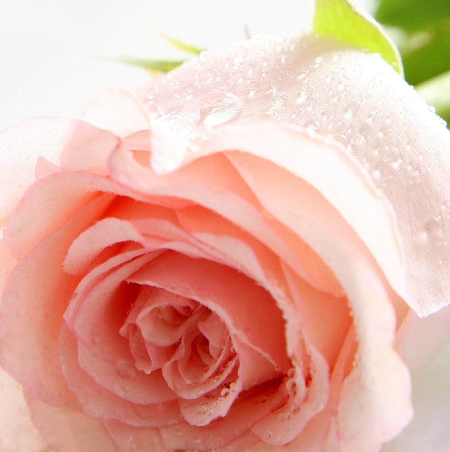 爱逛街为您找到蓝莓水果茶相关的宝贝,您可以在下面