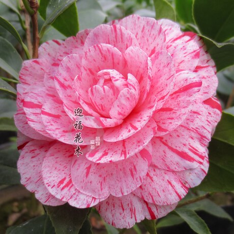 【五彩赤丹】茶花苗赤丹变异品种 花开呈喷射状 复色正品量大优惠