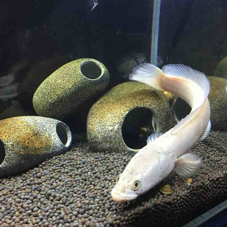 淡水鱼金边白甲雷龙,原生鱼,冷水鱼,迷鳃类,最新到货20cm促销 - 爱