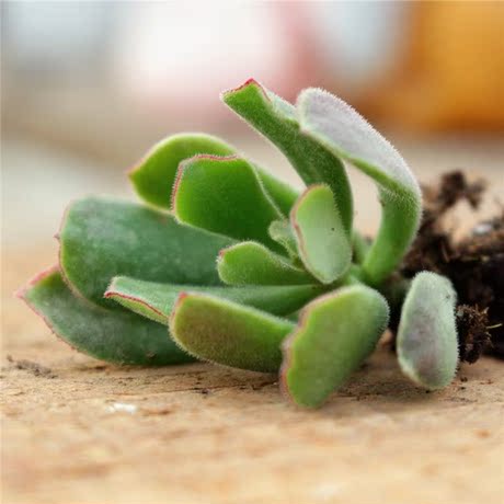 小全多肉-多肉盆栽植物【熊童花月/喜娘】5-7cm防辐射植物