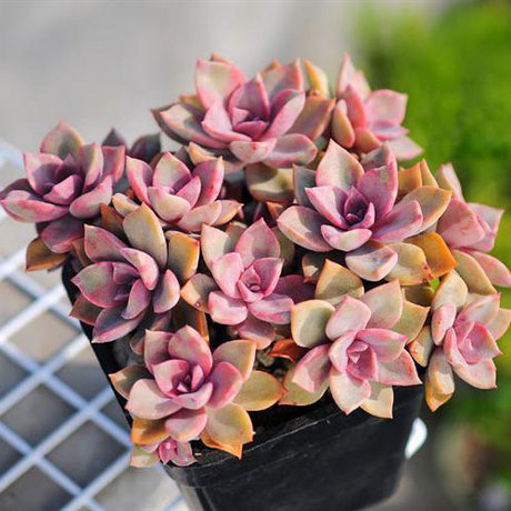 【如事说】初恋爆盆.粉色浪漫多肉叶片美腻叶插彩色拚盘好养多肉