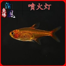 喷火灯鱼【多图】_价格_图片- 天猫精选