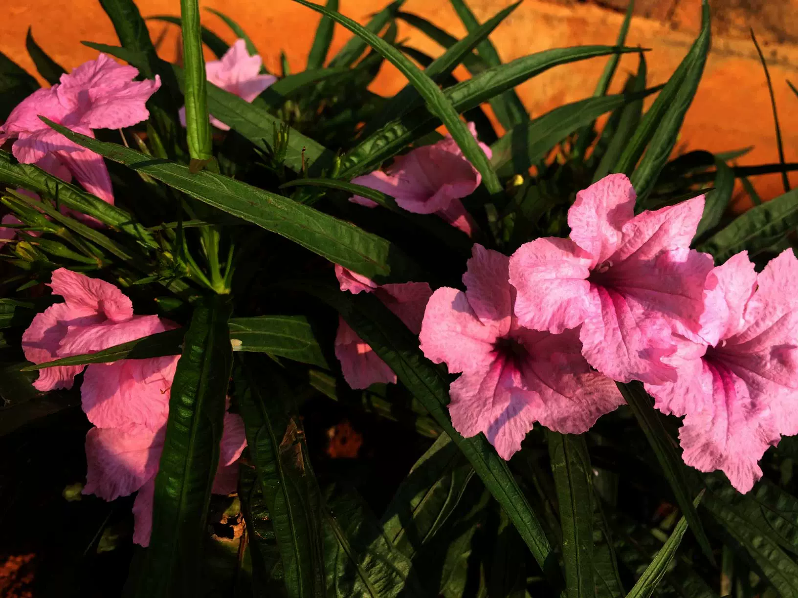 希望之花翠芦莉洛神花紫粉白大红银脉盆栽地栽水培均可易养花期长