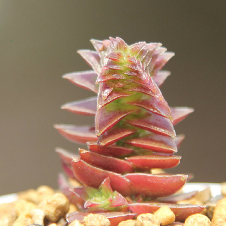 多肉植物【茜之塔】,宝塔状,是一种奇特而美丽的多肉植物!