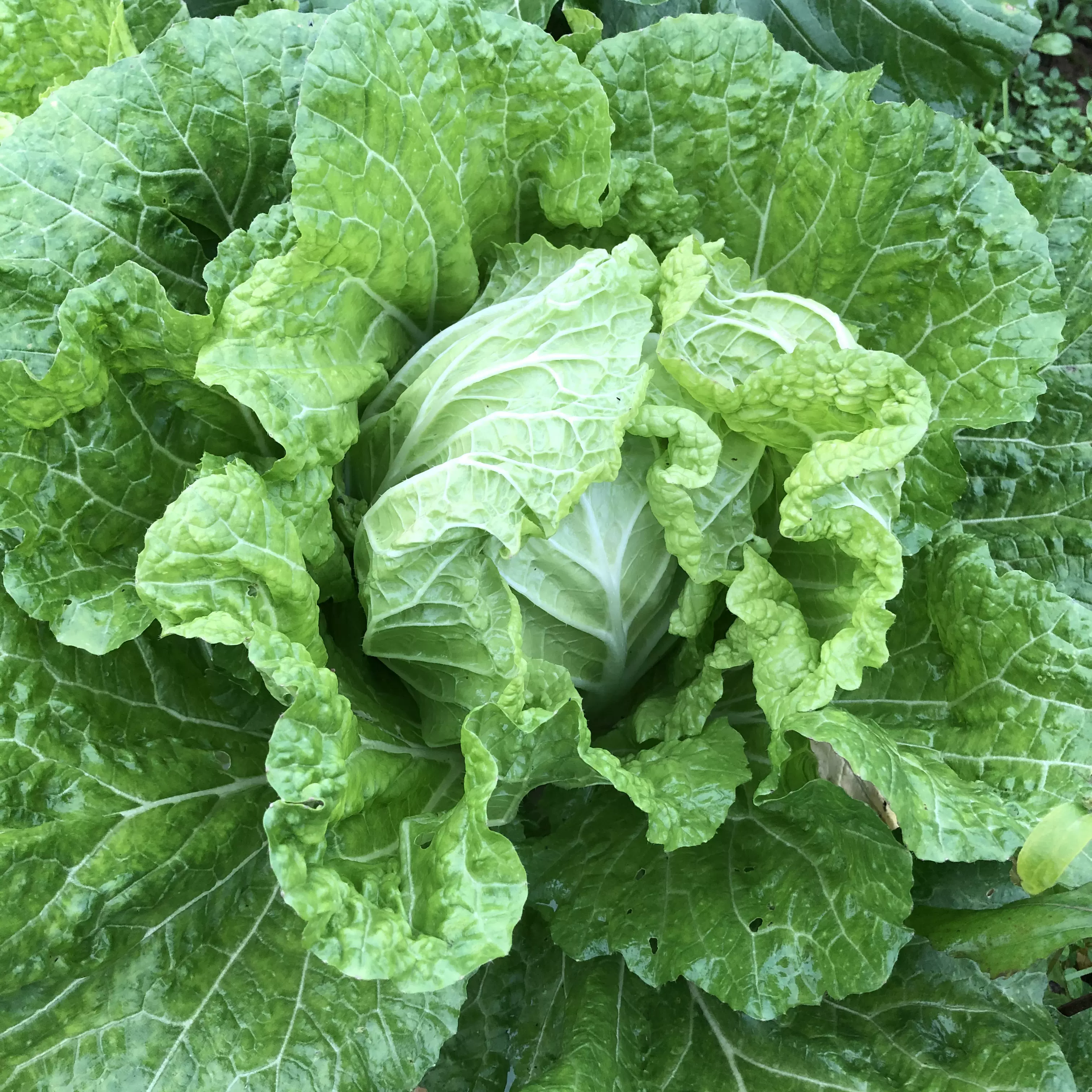 重慶農家自種新鮮小白菜素5斤葉菜類蔬菜現割時令蔬菜青菜奶油菜