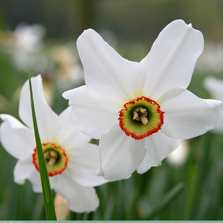 口红水仙原精 抗氧化 活化细胞 安眠 香味清雅 5ml