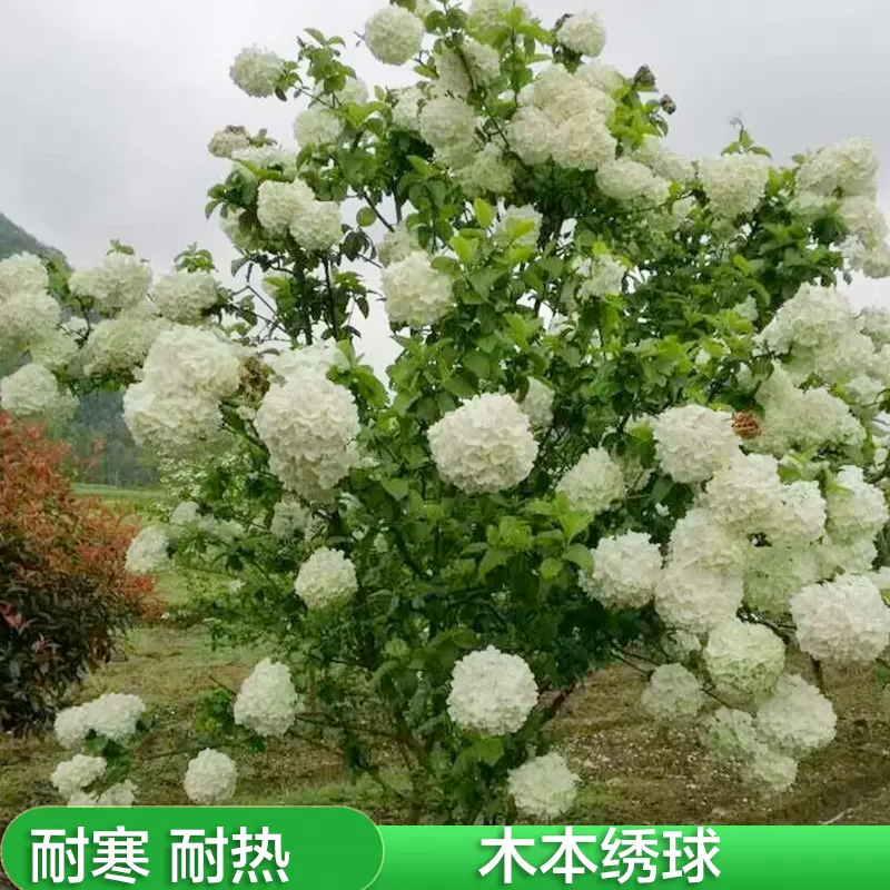 星花火绣球花大苗大花重瓣花色绚丽阳台庭院盆栽花卉绿植紫阳花苗