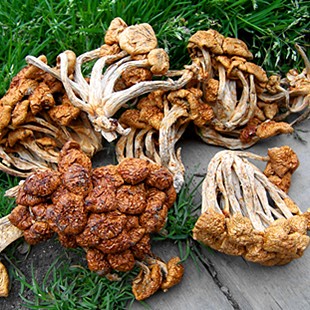 西藏野生雪茸 鹅蛋菌 滑子菇 野山菌 口感滑嫩 250g包邮