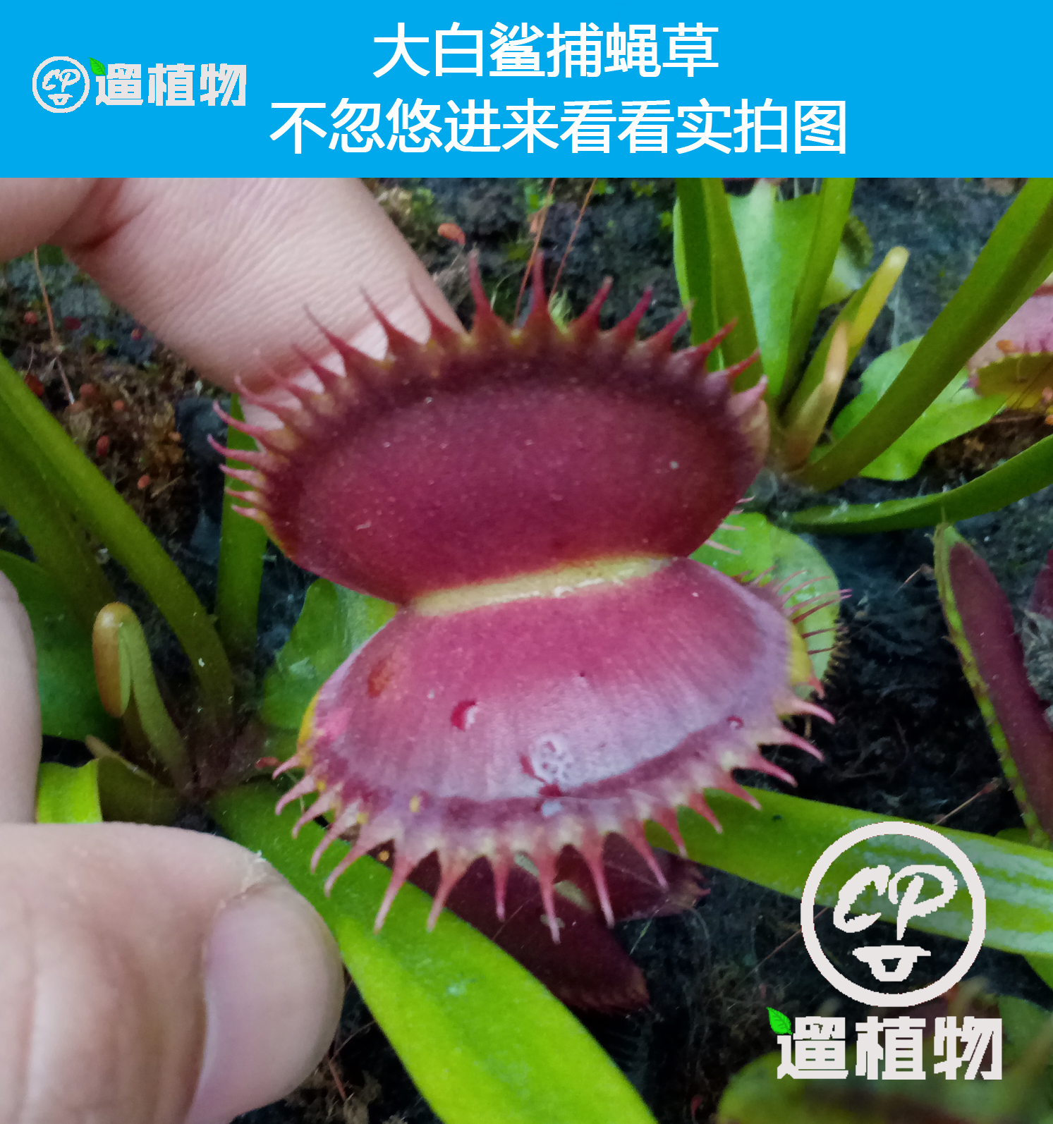 食虫植物 大白鲨捕蝇草   jaws