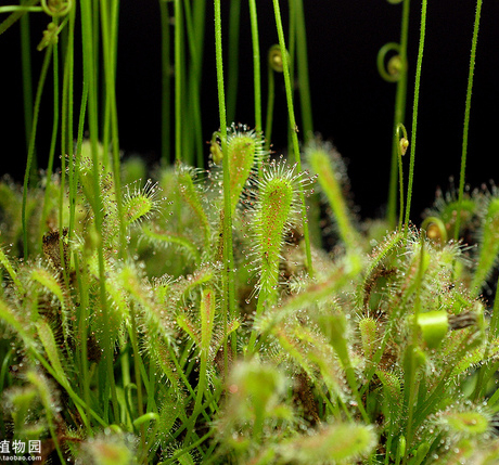 食虫植物-巢型茅膏菜(d.nidiformis)捕蚊子 卷虫子的小萌物