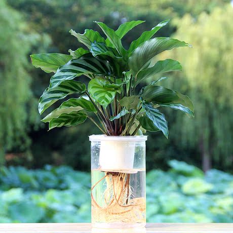 水养花 水培植物 室内四季常青好养办公室客厅卧室净化空气防辐射