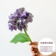 Purple -Blue кончики пальцев Hydrangea