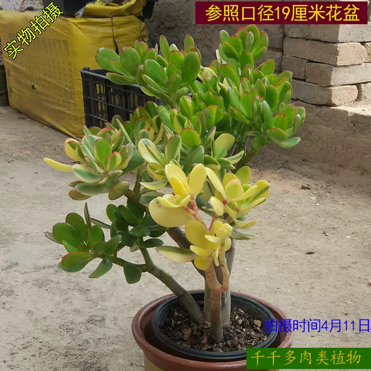 新花月锦老桩多肉植物落日之雁玉树锦一物一拍千千多肉类植物