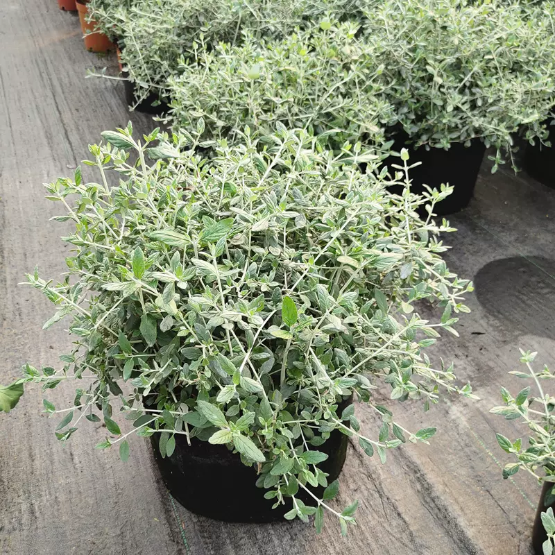 朝霧草盆栽尼泊爾新品銀葉草庭院陽臺花鏡多年生宿根植物耐熱好養