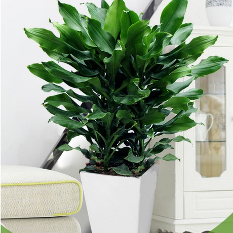 重庆花卉螺纹铁观叶绿植办公室大盆栽室内植物净化空气除甲醛甲醇