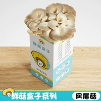 1 Феникс грибная грибная коробка (купить 1 получить 1 Get 1)