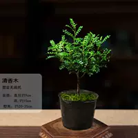 90#9 9 9 带 9 9 9 9 9 9 9