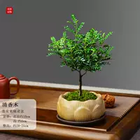 Лотосовый вегетарианский жареный фарфоровый горшок прозрачный ладан+фиолетовый песочный тарелка+мох и посадка в горшок