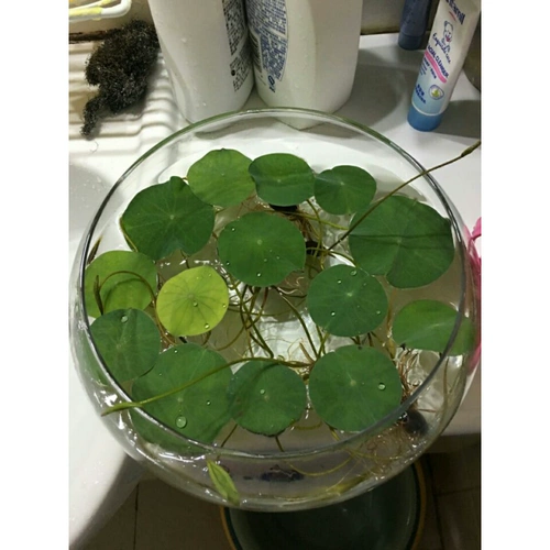 Простая и прозрачная вода Aquuside Cultiving Mopper Coin Grass Mow