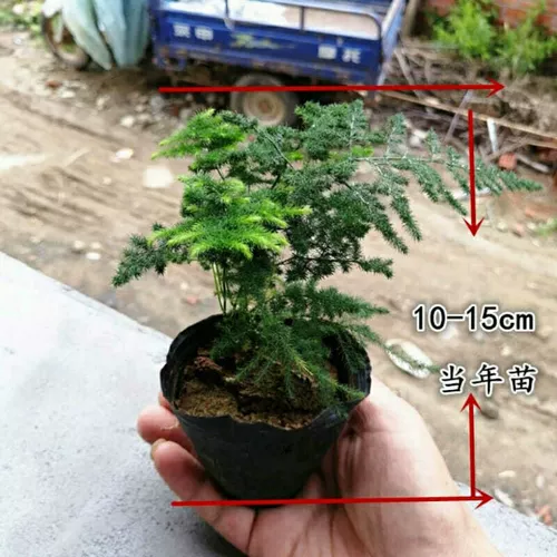 Карликовая плотное облако листовое облако бамбуковое облако бамбуковое бамбуковое горлочное растение. Маленький микроандшайный танган Дарф -карлик облачный бамбуковый ландшафт бамбук