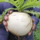 Янчжоу круглый белый редька 600 грамм консервированных (овощные фермеры виды