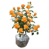 Многосезонный цветущий кустарник, роза, очень крупный цветок, ароматный сок, цветочное растение для балконного сада, роза в горшке, саженцы роз.