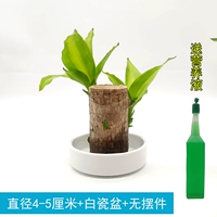 Бразильское дерево диаметром 4-5 см + белая фарфоровая раковина.