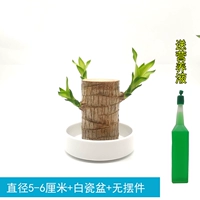 Диаметр бразильского дерева 5-6 см + белая фарфоровая раковина.