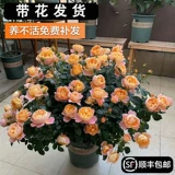 Сок балконная роза саженцы цветов в горшках роза ароматная очень большие цветы с бутонами, цветущими в любое время года с бутонами красный сок