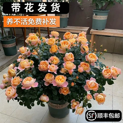 Сок балконная роза саженцы цветов в горшках роза ароматная очень большие цветы с бутонами, цветущими в любое время года с бутонами красный сок