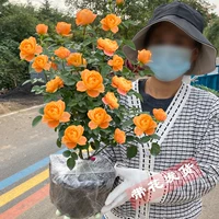 Сок балконной средней рассады