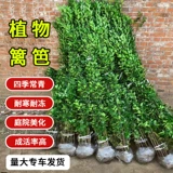 Хоккайдо падуб саженцы забор саженцы двор озеленение забор стены саженцы крупнолистный падуб четырехсезонные вечнозеленые саженцы