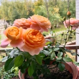 Многосезонный цветущий кустарник, роза, очень крупный цветок, ароматный сок, цветочное растение для балконного сада, роза в горшке, саженцы роз.