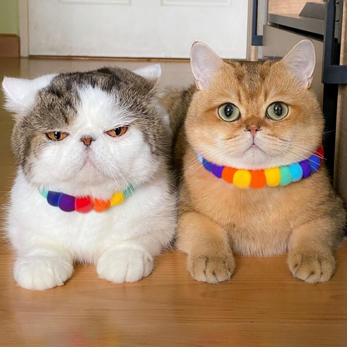 Кошачья воротнич