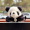 小领带熊猫-摆件（单个）送无痕胶