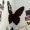 40*48cm法式蝴蝶毛毡板（含图钉）