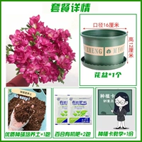 A6 Rose Red Xiangxuellan 10+ [набор удобрений почвы горшок