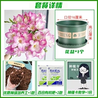 A8 Pink Siangxuelan 10+ [набор удобрений почвы горше всего