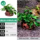 3 Пористое полушарие Peony Xiaolong 3