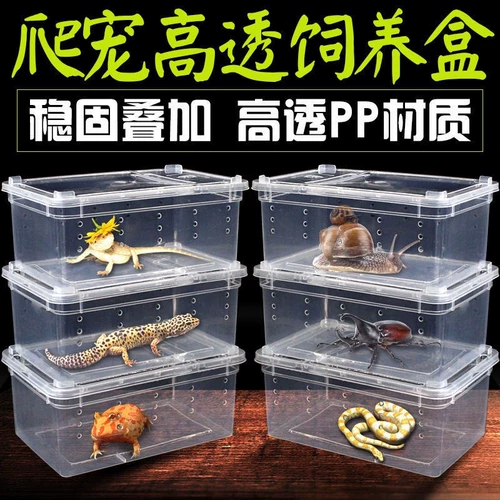 Скалование ящерицы для разведения домашних животных, «Улишка с ящерицей паука», чтобы избежать ландшафтных амфибийных рептилий с солнечной ваннкой коробкой