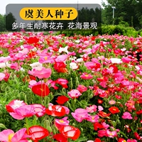 500 капсул свинины [купить 2 получить 1 бесплатно]