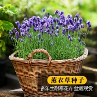 100 таблеток лаванды [купить 2 получить 1 бесплатно]