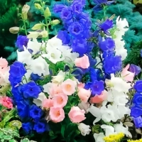 200 цветы ветра [купить 2 получить 1 бесплатно]