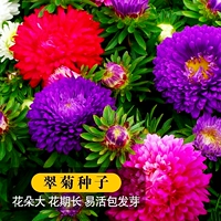 200 астр [купить 2 получить 1 бесплатно]