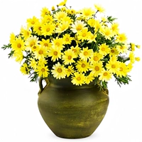 100 китайская хризантема [купить 2 получить 1 бесплатно]