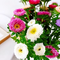 100 Chrysanthemums [купить 2 получить 1 бесплатно]