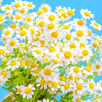 200 таблетки для ромашки [купить 2 получить 1 бесплатно]